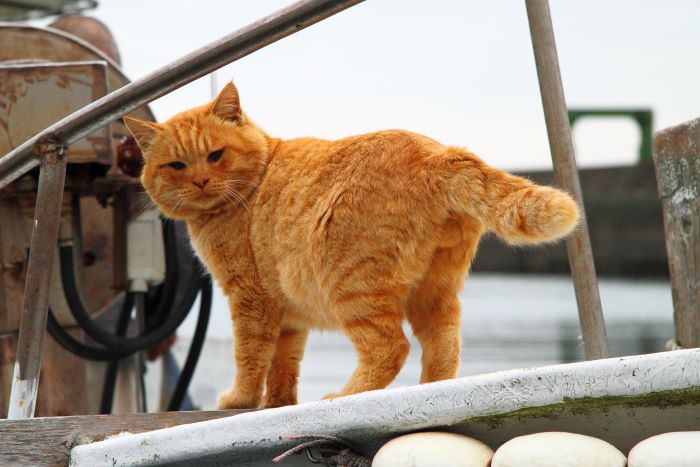 （写真:芳澤ルミ子）