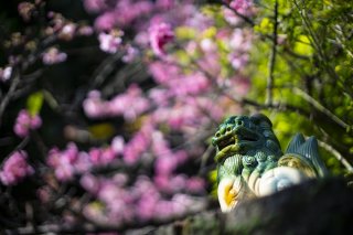 早くも桜が満開の島で 春を先取りした気分 2023.3.20(月)