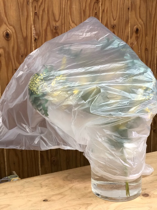 こんな感じでビニールかけてや　byさぶ店長／無断転載禁止（C）コクハク