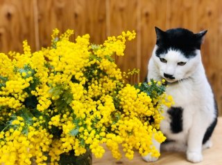 黄色が可愛い！ミモザのモフモフを日持ちさせるポイント5つ