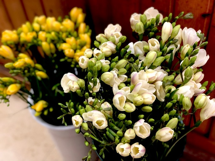 ３月は抜群フリージアが続々やで〜　byさぶ店長／無断転載禁止 （C）コクハク