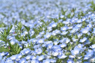 めちゃ売れる!お疲れ気味の心を癒す「ネモフィラ」の青い海