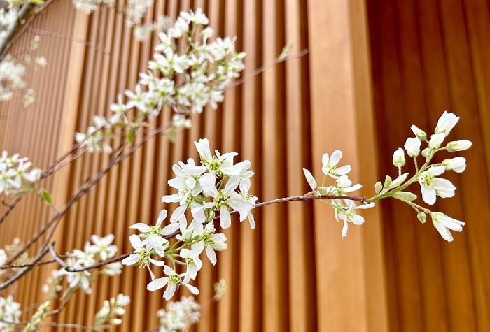 庭木にしているジューンベリーの花が咲きました（C）コクハク