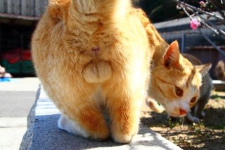 にゃんたま島も春本番!「源平桃」と“たまたま”が夢の共演♡