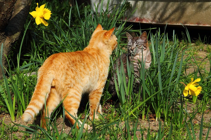 （写真:芳澤ルミ子）