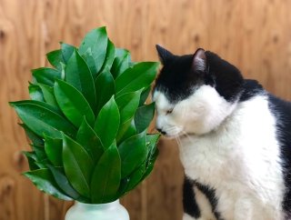 「面倒くせぇ!」と撤去したら災いが? 榊(さかき)の由来と効果