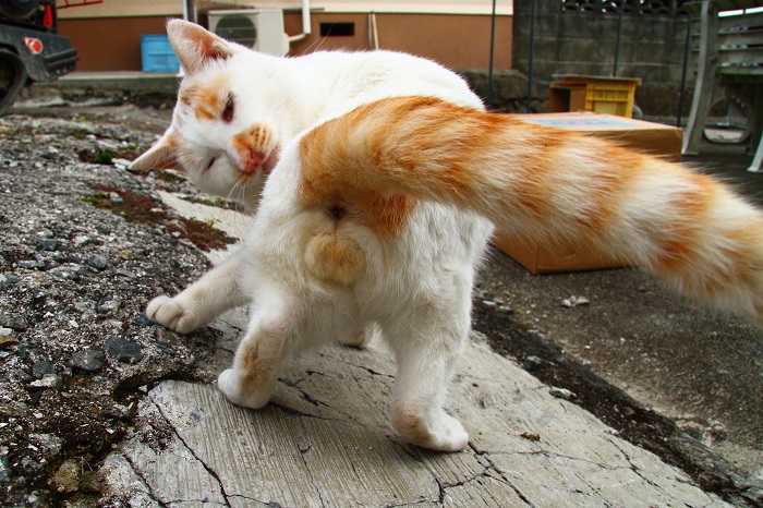 （写真:芳澤ルミ子）