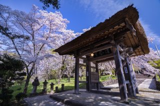 桜の中にたたずむ茅葺き屋根の山門 2023.4.10(月)
