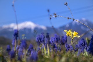 明るい日差しのもとに春の色が溢れる 2023.4.14（金）