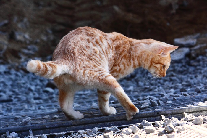 （写真:芳澤ルミ子）