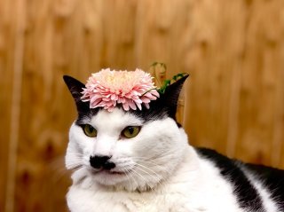 「ガーベラの命が短い」は間違い！ 超経済的でハッピーな花