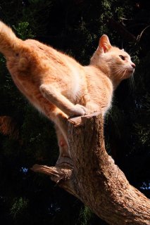 超絶カッコいい！木登り“たまたま”の完璧ポージングにキュン