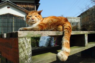圧倒的存在感!! 初上陸の猫島でボス“たまたま”にごあいさつ
