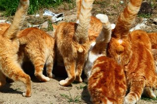 茶トラ軍団が大渋滞中！どの“たまたま”にピントを合わせる？