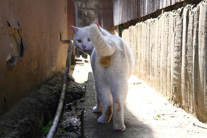 （写真:芳澤ルミ子）