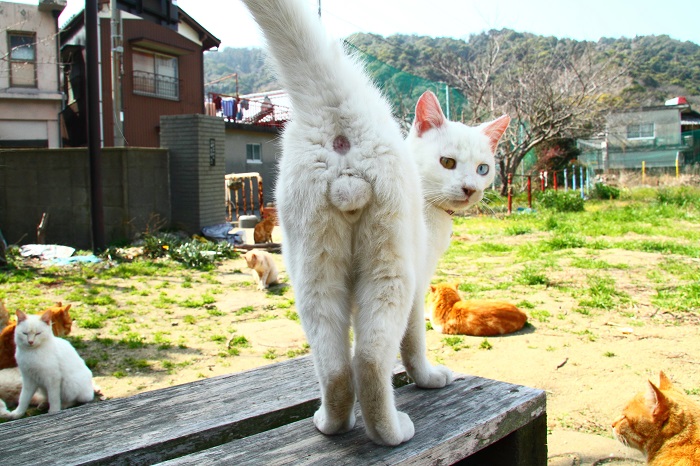 （写真:芳澤ルミ子）