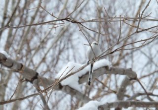 プリンセスたちの「その後の人生」を考えた 2023.5.17（水）