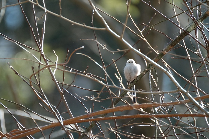 いま欲しいもの？ 時間かな（Ｃ）小原玲