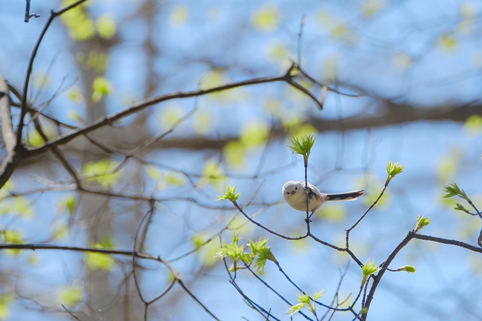 そういう時期あるある（Ｃ）小原玲