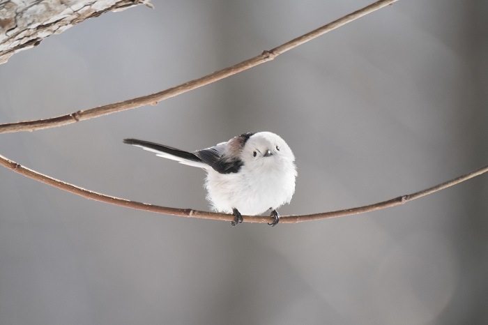 そういう季節だね（Ｃ）小原玲