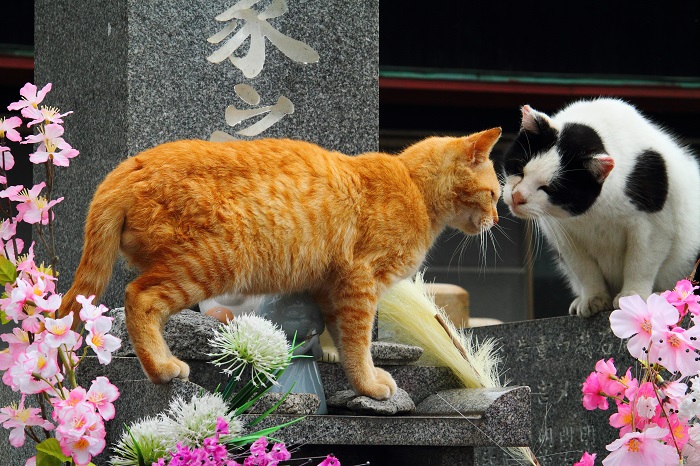 （写真:芳澤ルミ子）