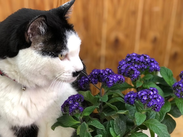 ワシの色気には敵わんやろ　byさぶ店長 ／無断転載禁止 （C）コクハク