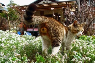 花咲く庭で発見！ モテランキング1位“たまたま”をパチリ☆