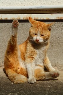 お触りしたい！陽だまりで手入れ中の“たまたま”にロックオン