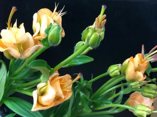 ナニこれw 芸術家も虜にする「アプリコットファッジ」は発見即買い！