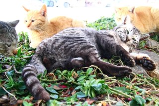 ひんやりして最高にゃ♡ 石の枕で“たまたま”もクールダウン