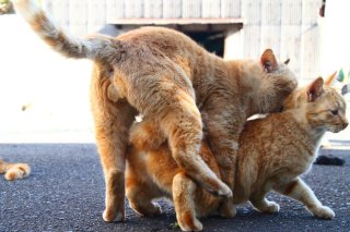 いざ勝負! 恋のライバルを蹴散らした“たまたま”の運命の時