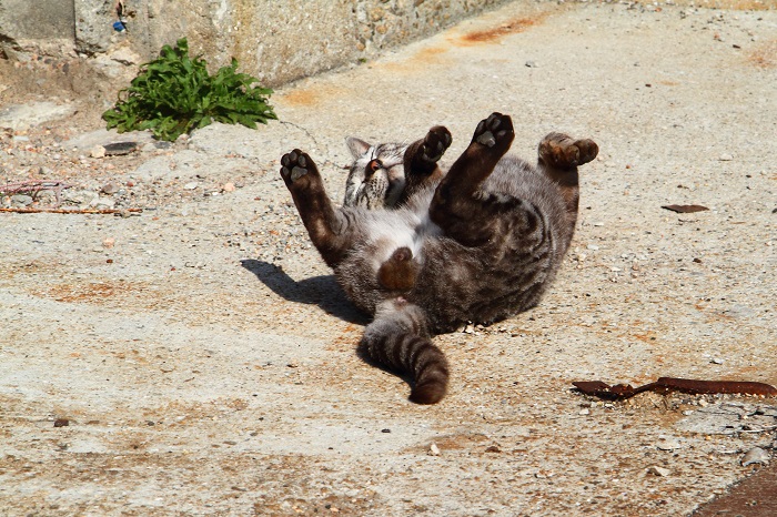 （写真:芳澤ルミ子）