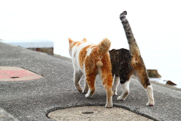 （写真:芳澤ルミ子）