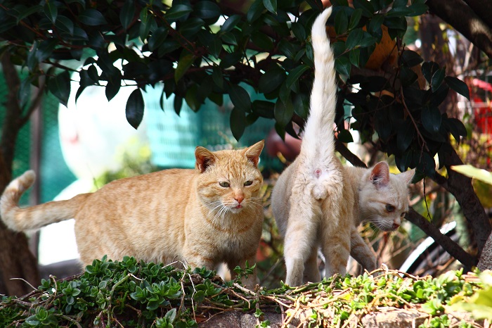 （写真:芳澤ルミ子）