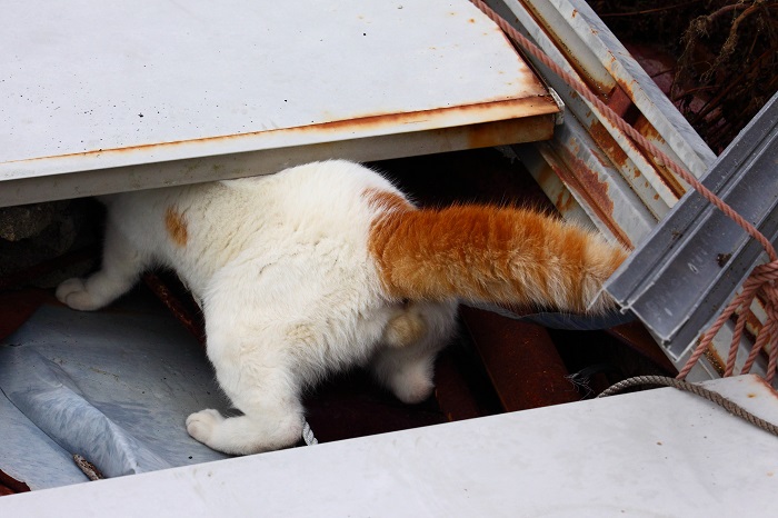 （写真:芳澤ルミ子）