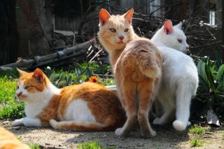 見られてる？カメラマンの念に気付いた“たまたま”の緊迫表情