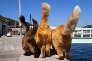 尊い！ カリカリタイム中の3つの“たまたま”が青空に映える～