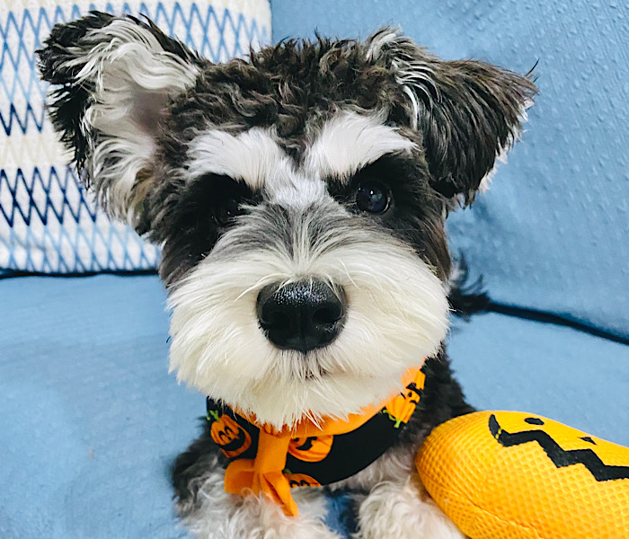 筆者の愛犬ころちゃん