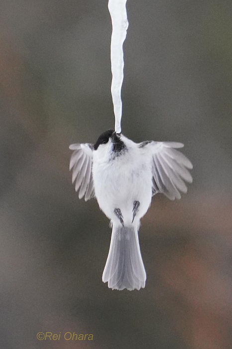 飛ばされないようにね（Ｃ）小原玲