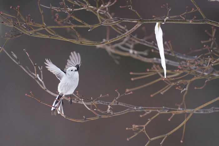 知ってる？ きょうが一番若いんだよ（Ｃ）小原玲