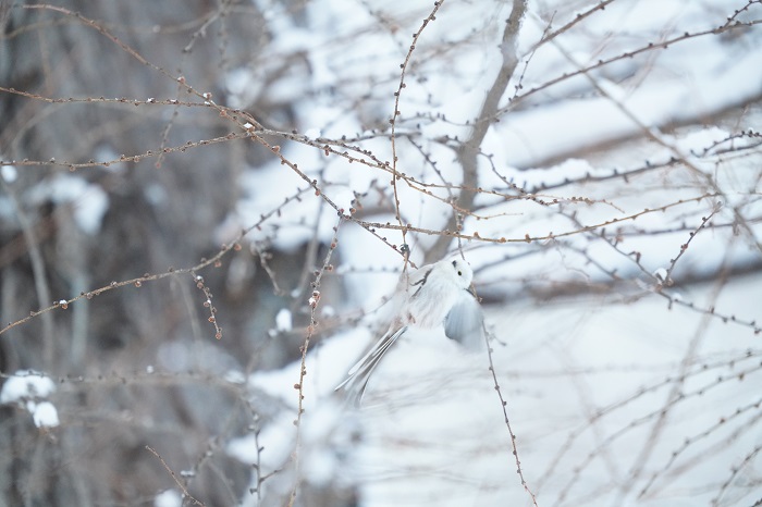 羽も生え変わるよ（Ｃ）小原玲