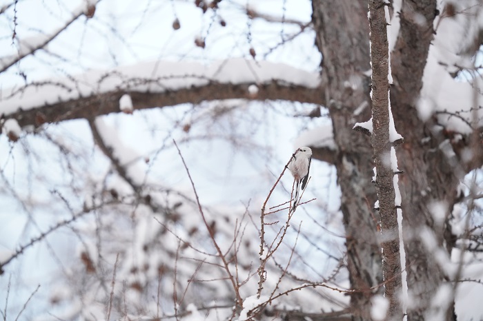 アンテナ立てておきたいね（Ｃ）小原玲