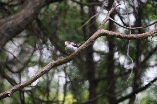 ちゃんと眠れてる？ 休める時に休もうね 2023.6.4（日）