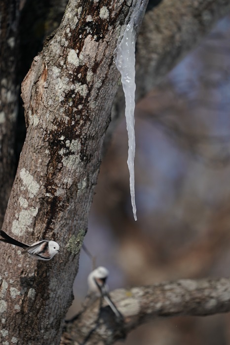 そういうタイミングなんだよ（Ｃ）小原玲