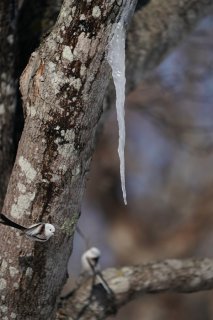 季節が変わったことにようやく気がついた 2023.6.7（水）
