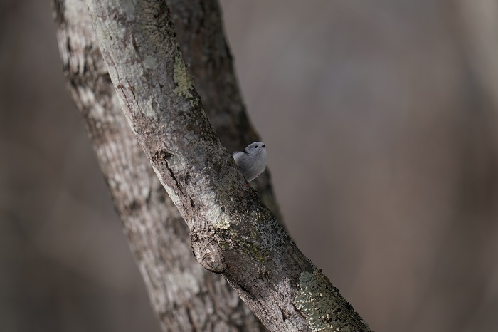 北海道に梅雨はないんだよ（Ｃ）小原玲