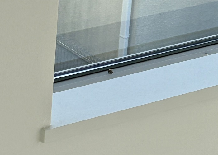 飛び疲れてヨボヨボになったハチ （C）コクハク