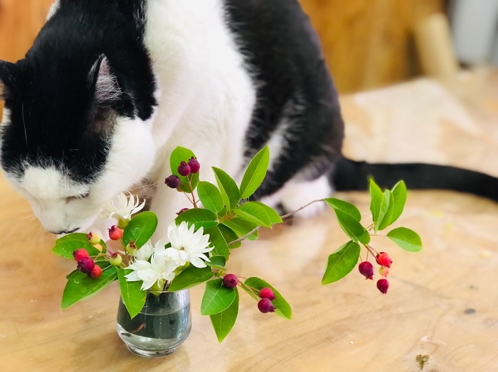 花瓶にいけても可愛いのぉ　byさぶ店長／無断転載禁止 （C）コクハク