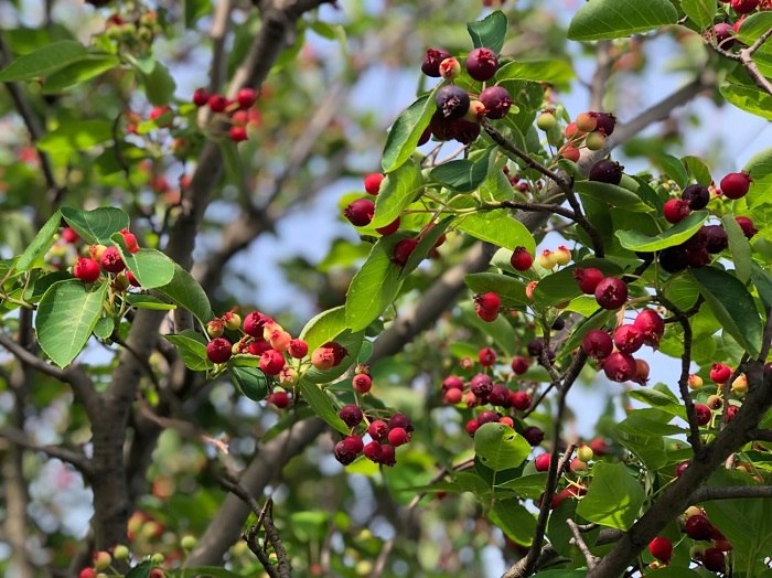 今回は魅惑の果実のお話です／無断転載禁止 （C）コクハク