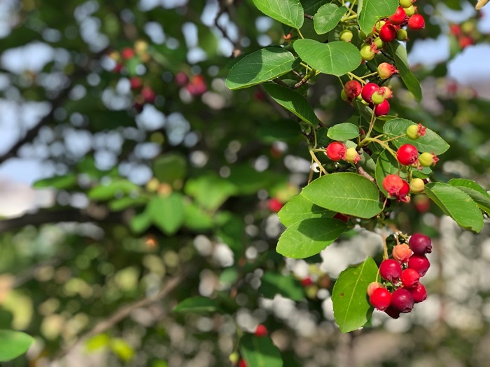 果実の重さで垂れ下がるのよ／無断転載禁止 （C）コクハク
